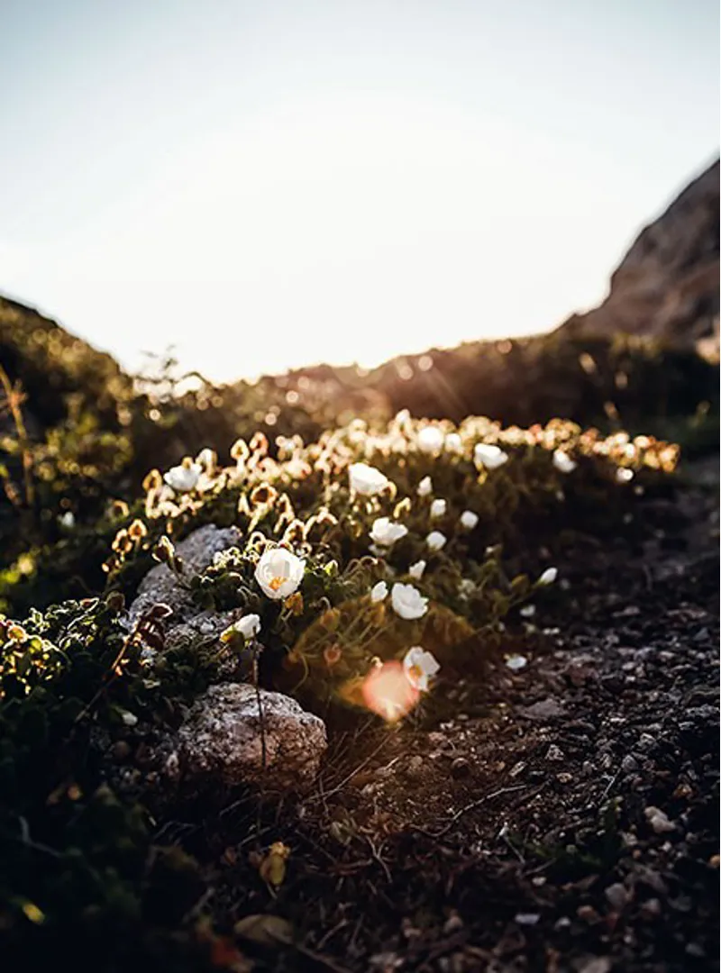 Riese and Muller Birdy from:-7